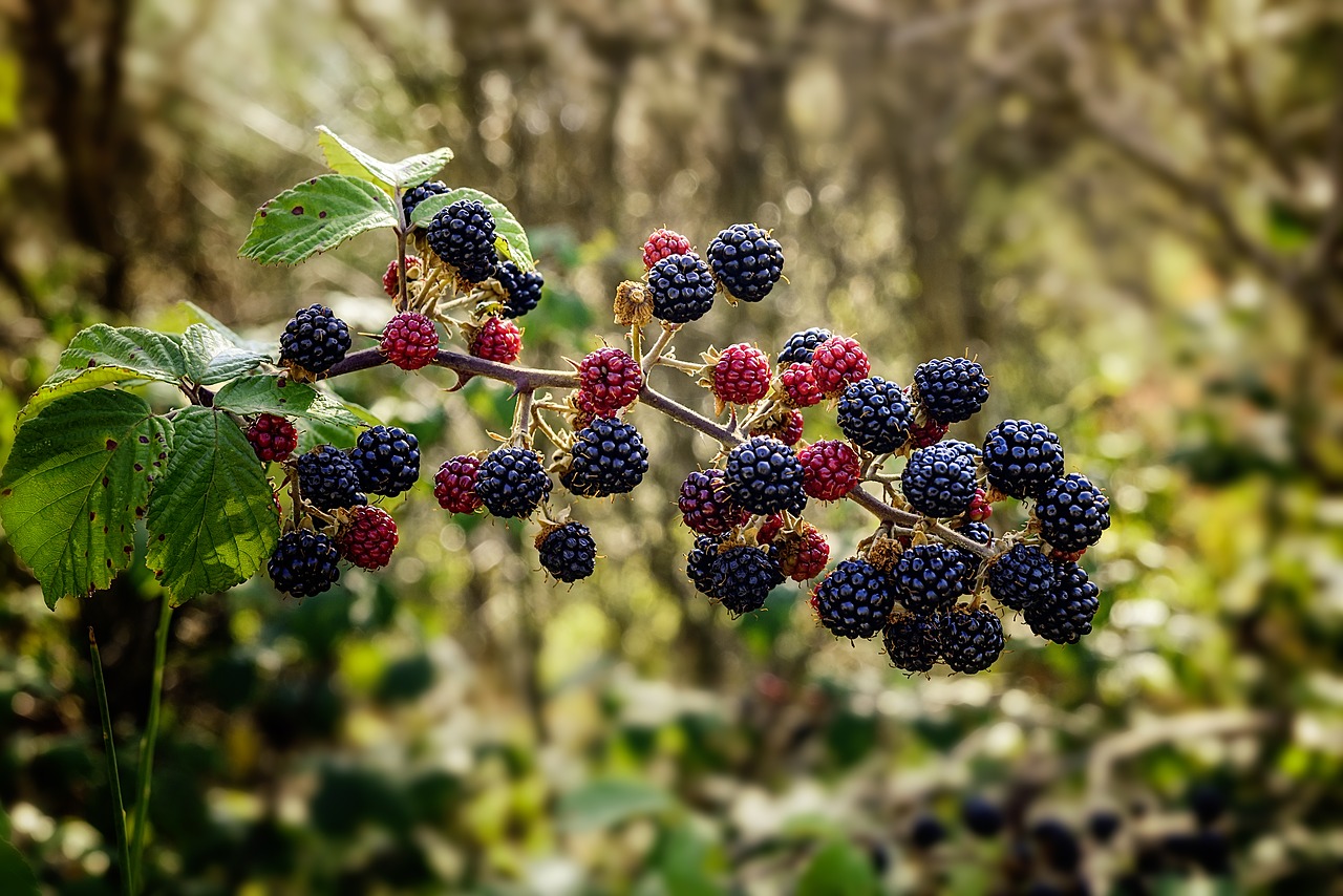 Image - bramble blackberry shrub thorny