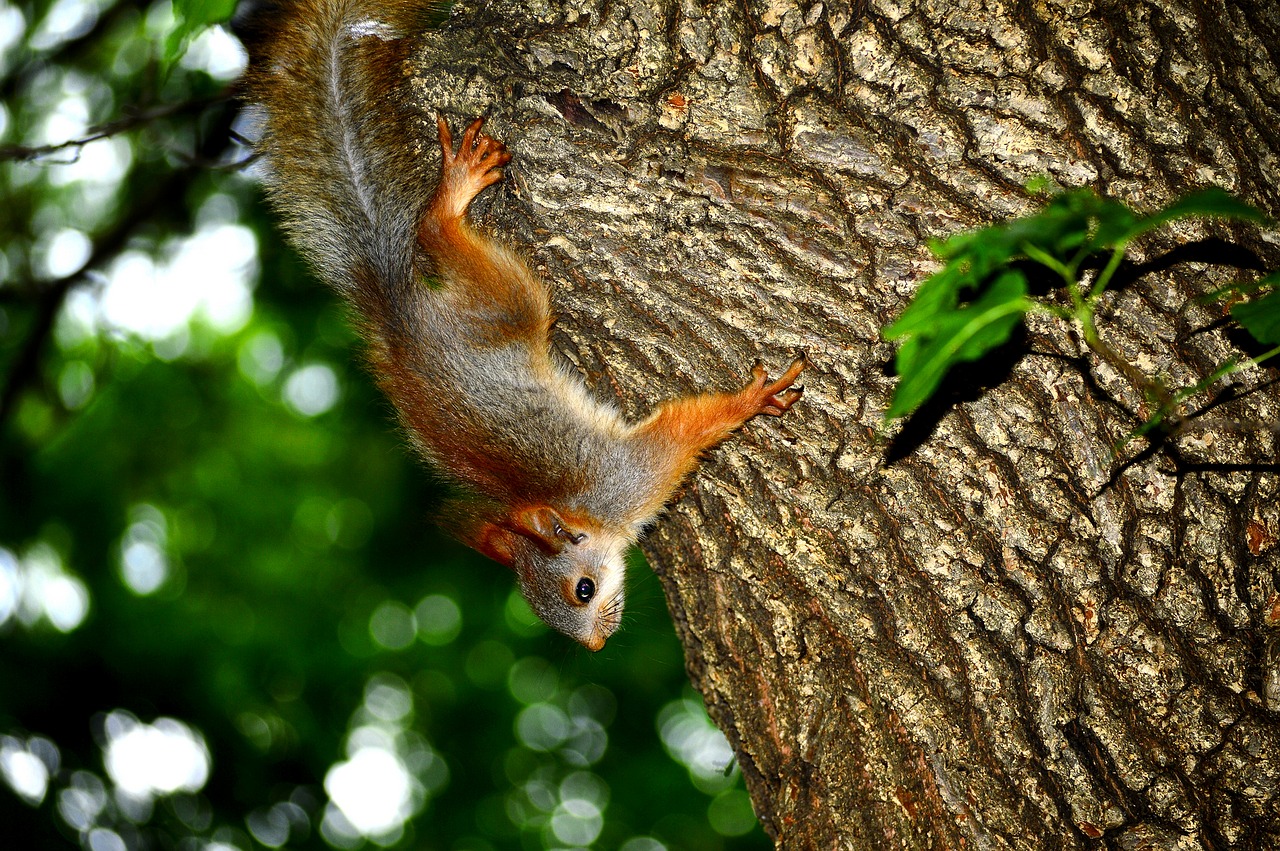 Image - squirrel tree prirodazhivotnoe