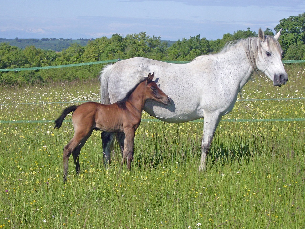 Image - horse mare foal pre horses