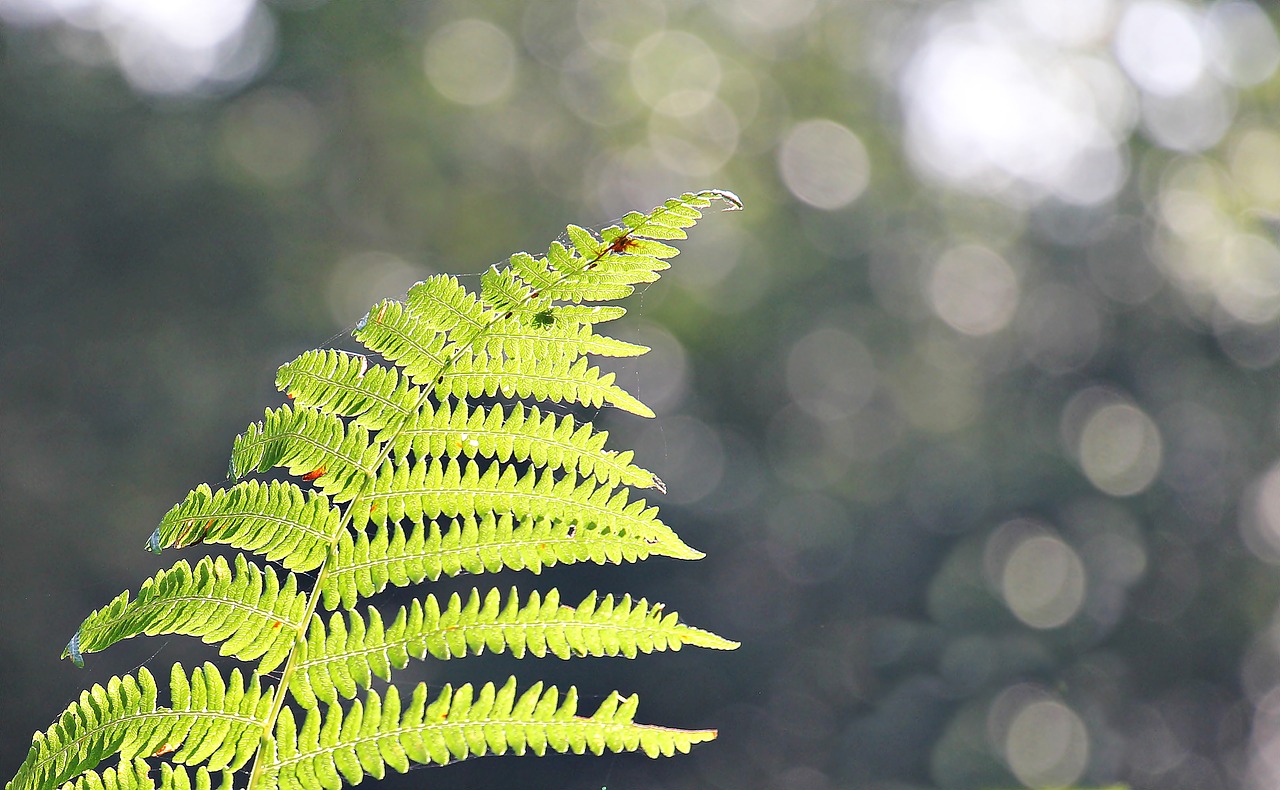 Image - fern forest nature green plant