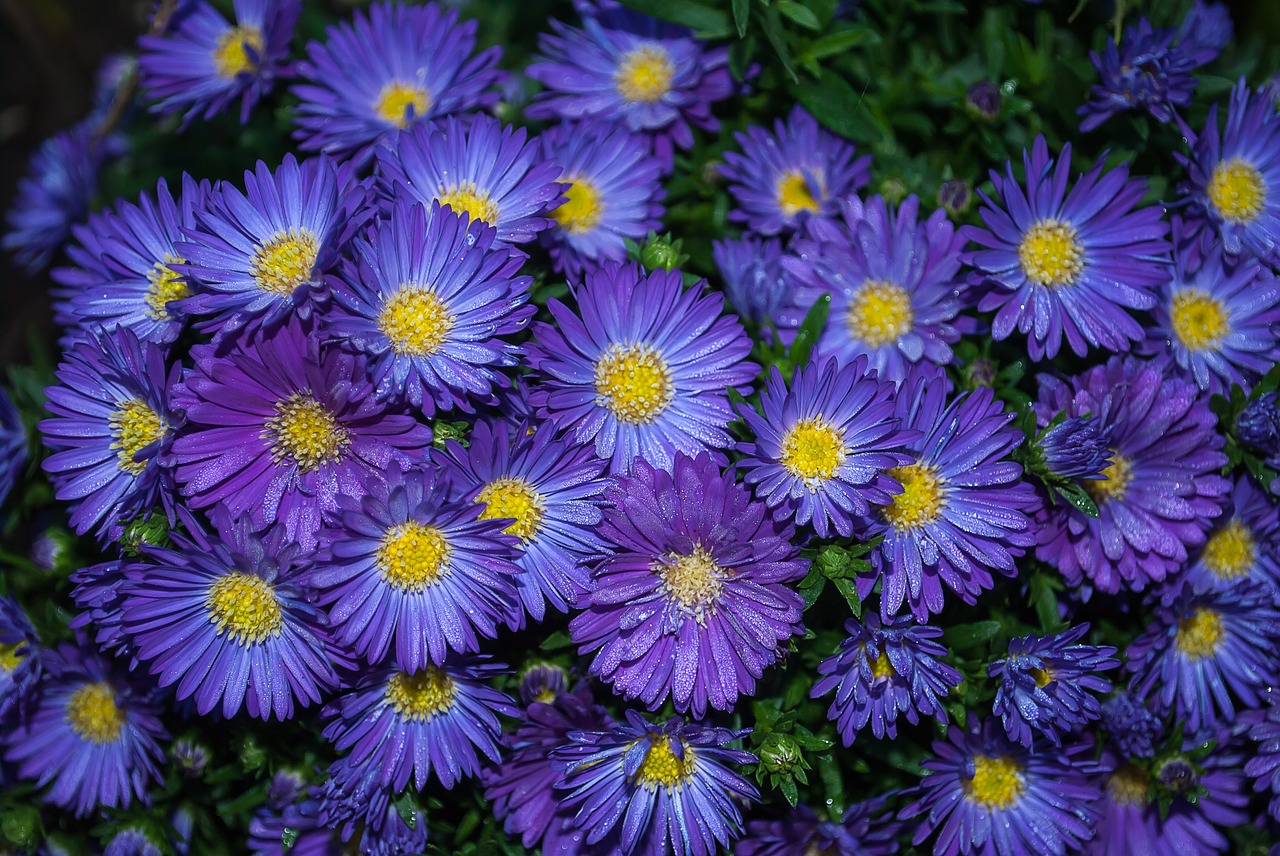 Image - asters plant garden flowers autumn