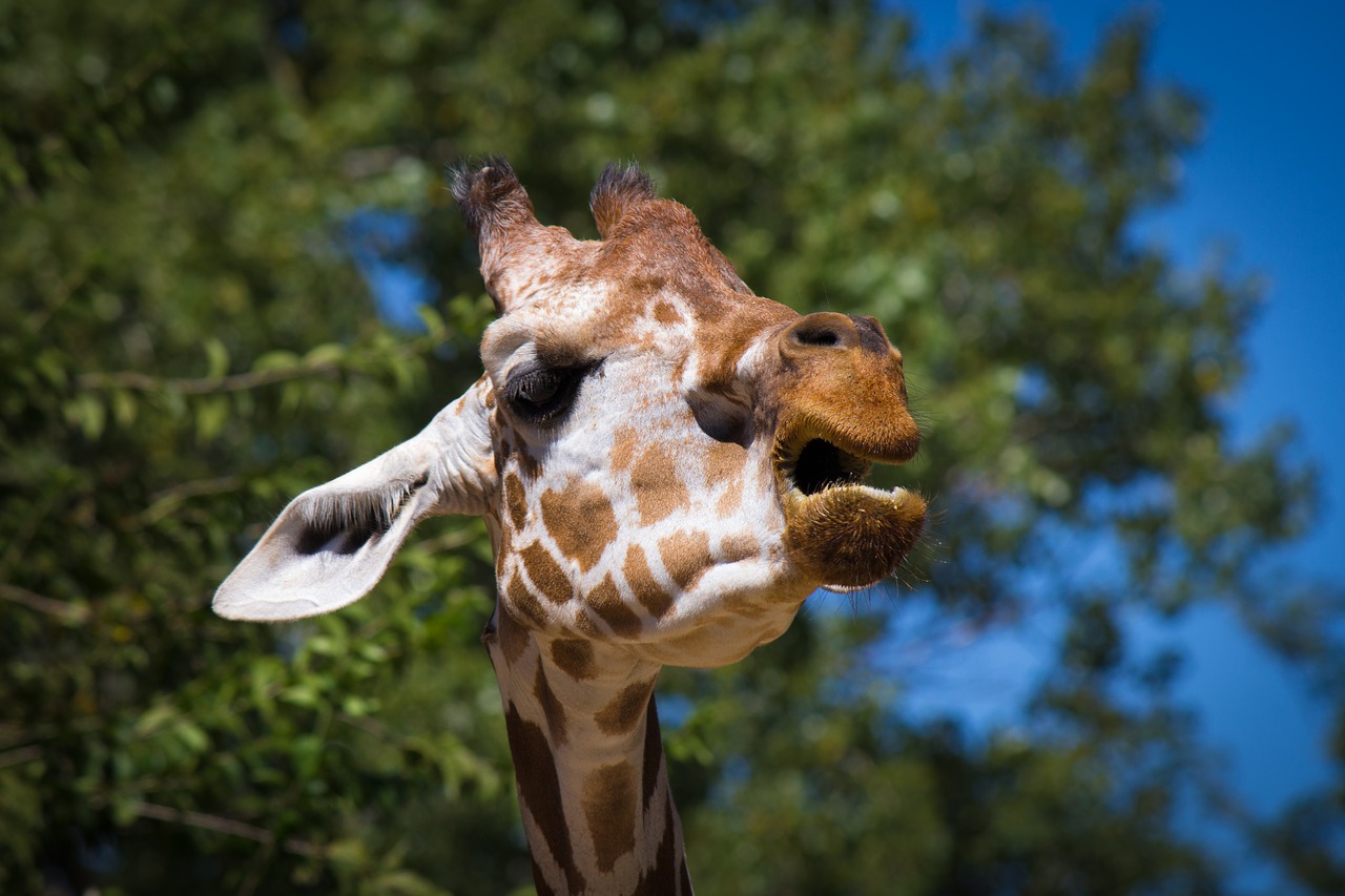 Image - giraffe animal zoo headphones