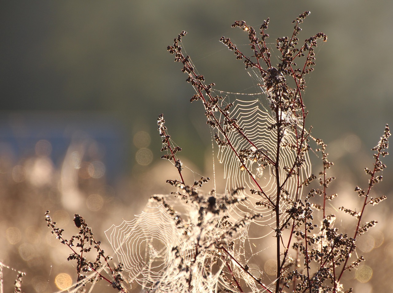 Image - cobweb dew moist dewdrop close