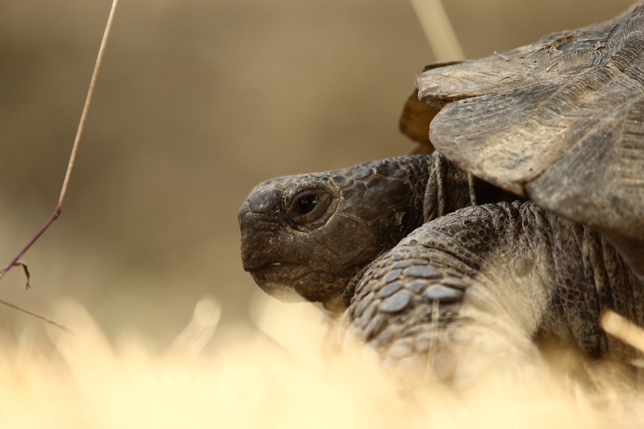 Image - tortoise animal slow