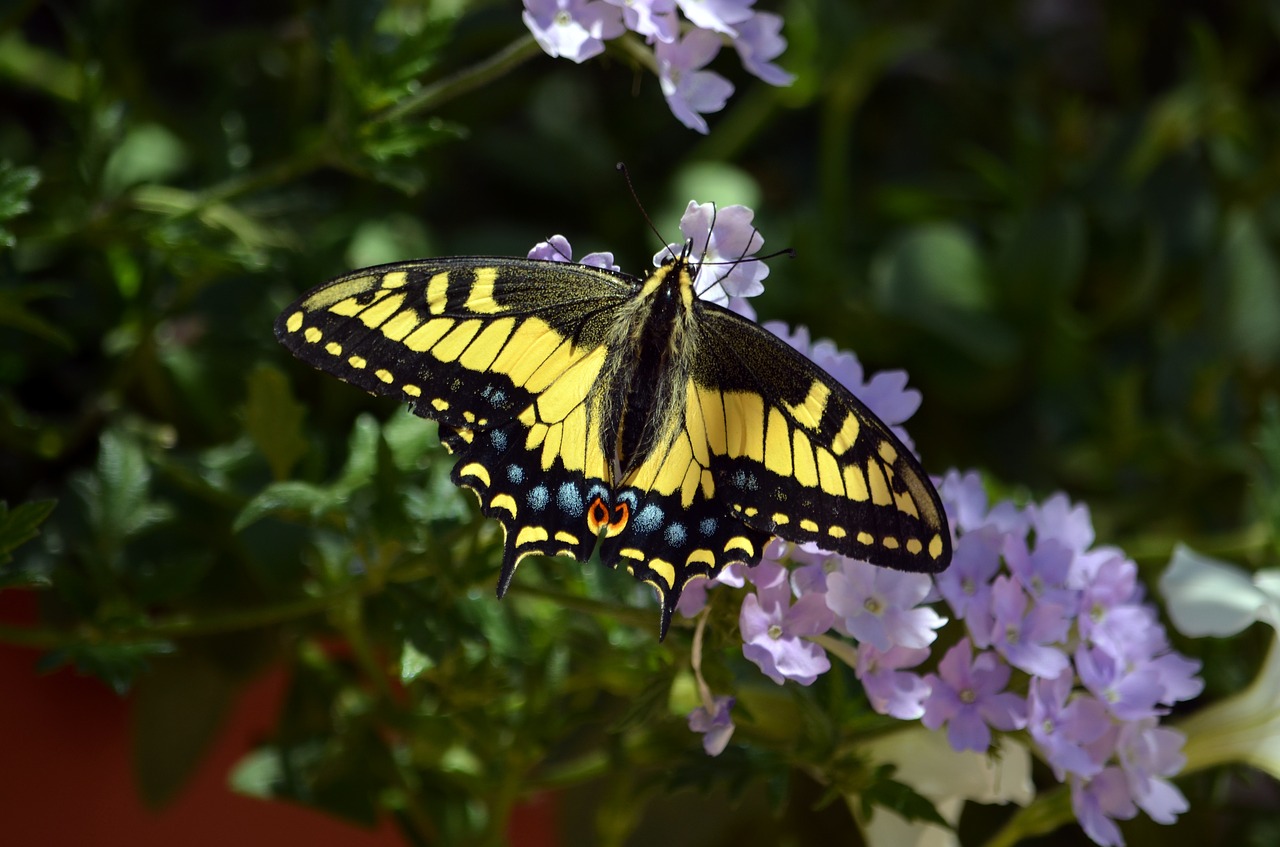 Image - butterfly swallowtail wings nature