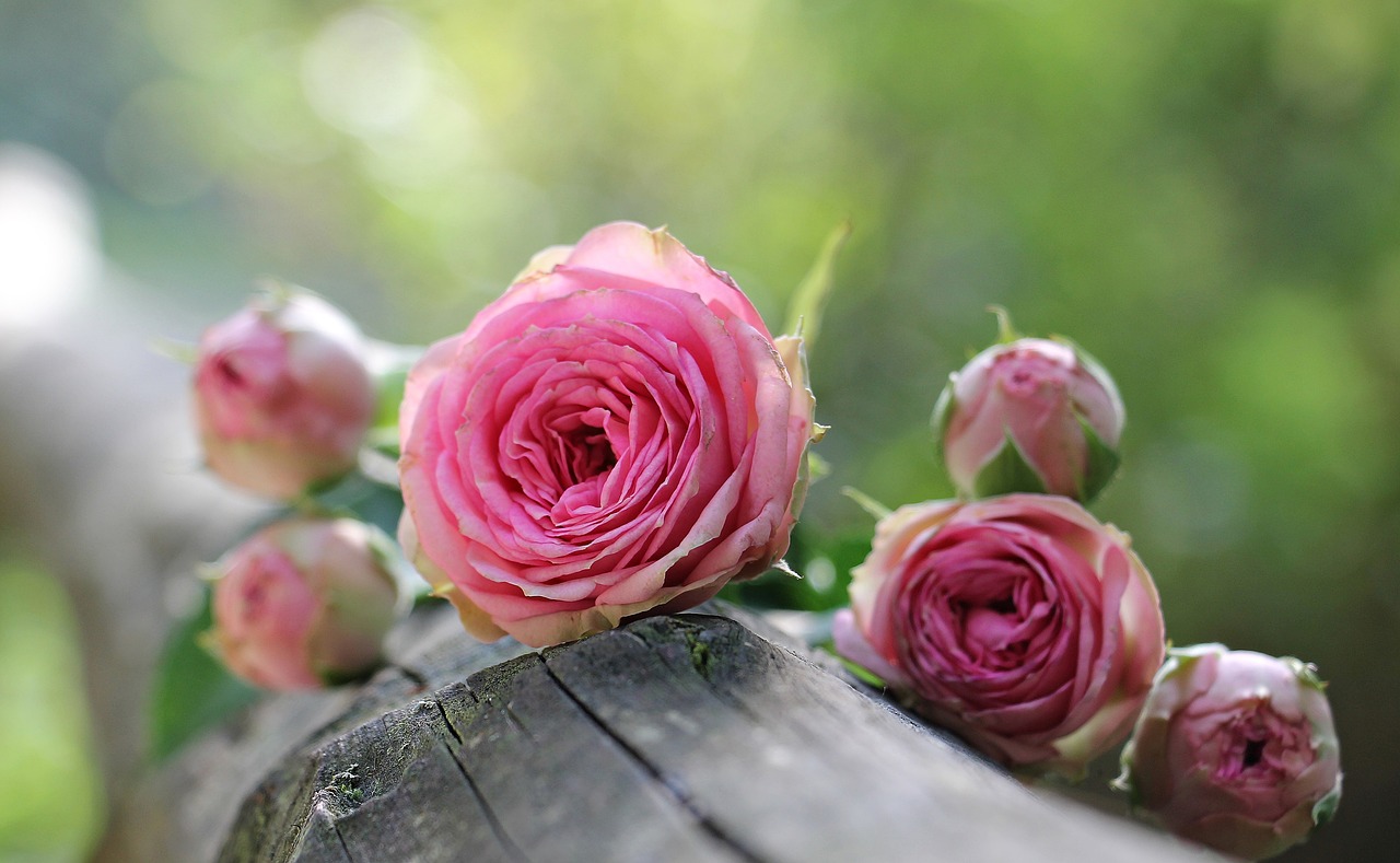 Image - rose bush röschen pink rose