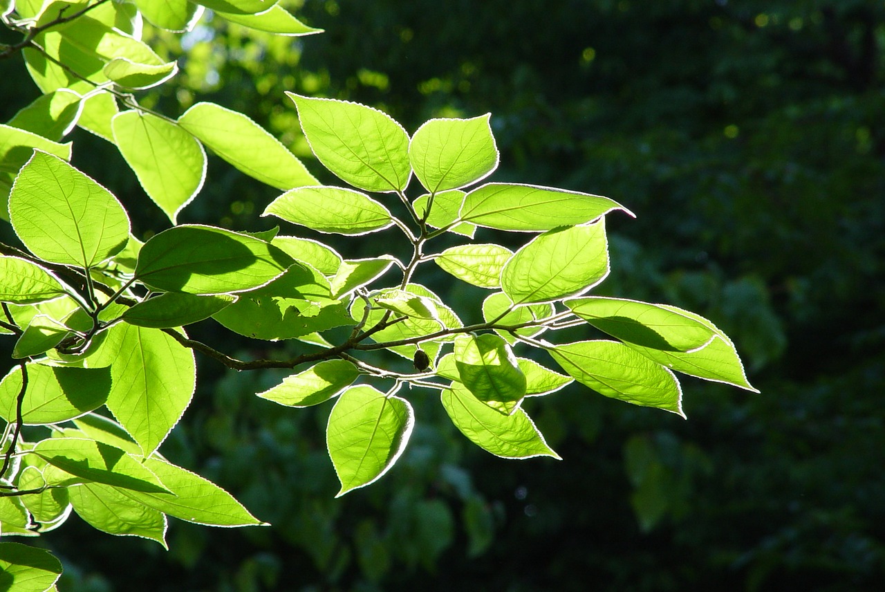 Image - leaves back light tree beech ash