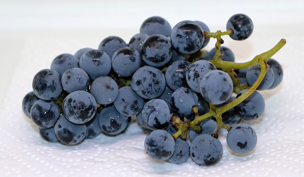 Image - grapes blue grapes fruit eat food