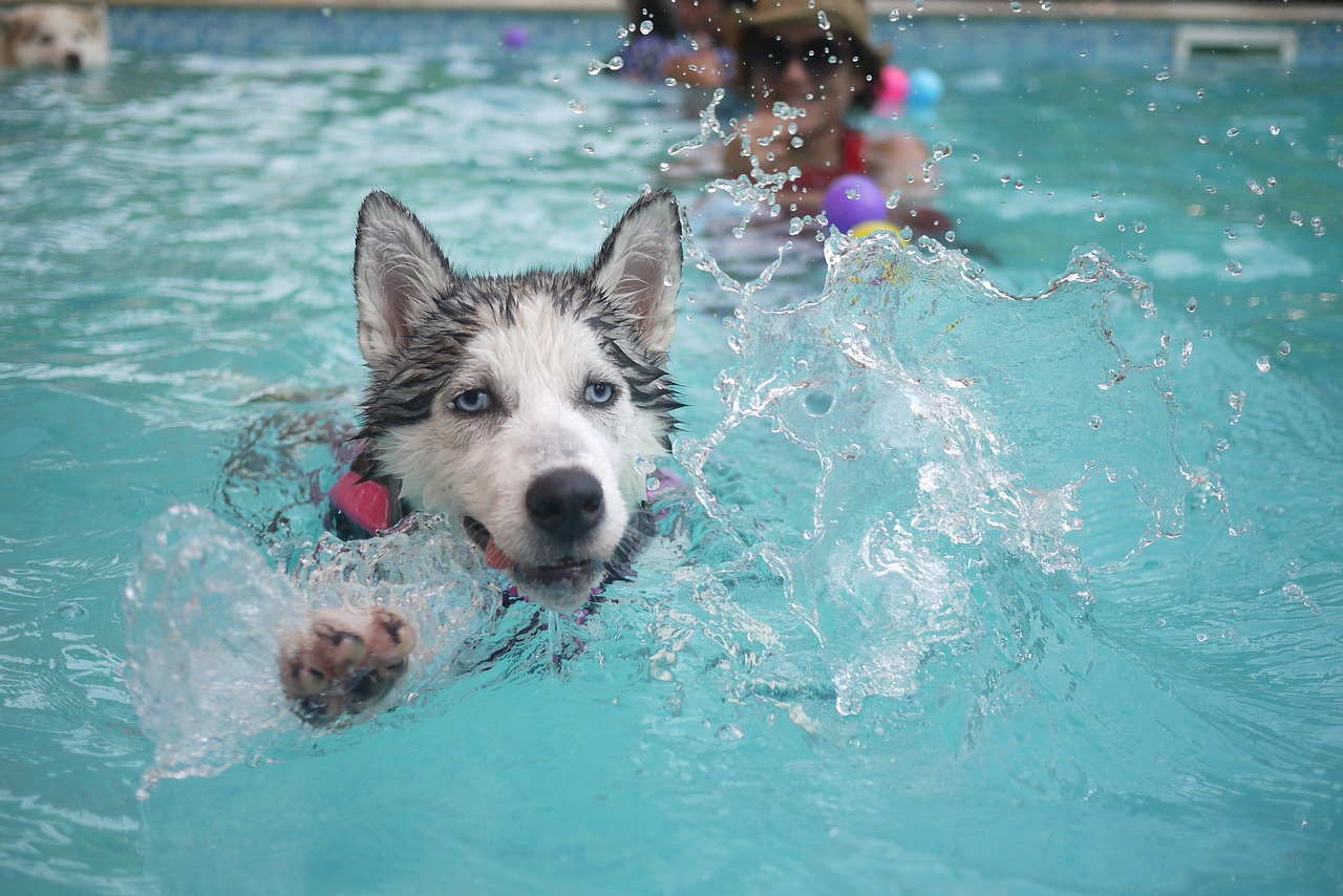 Image - dog animal puppy siberian huskies