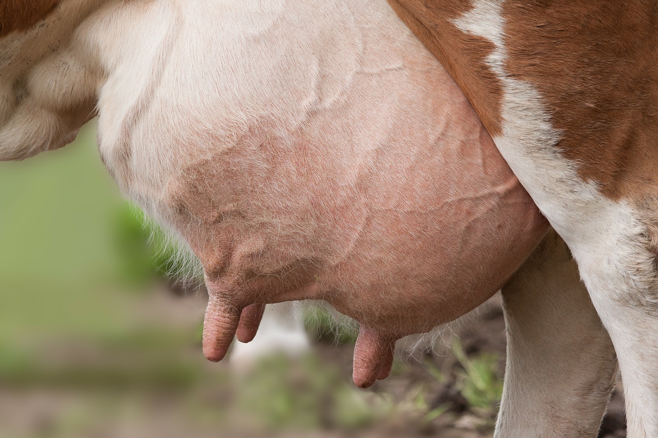 Image - udder cow female ox ungulate organ