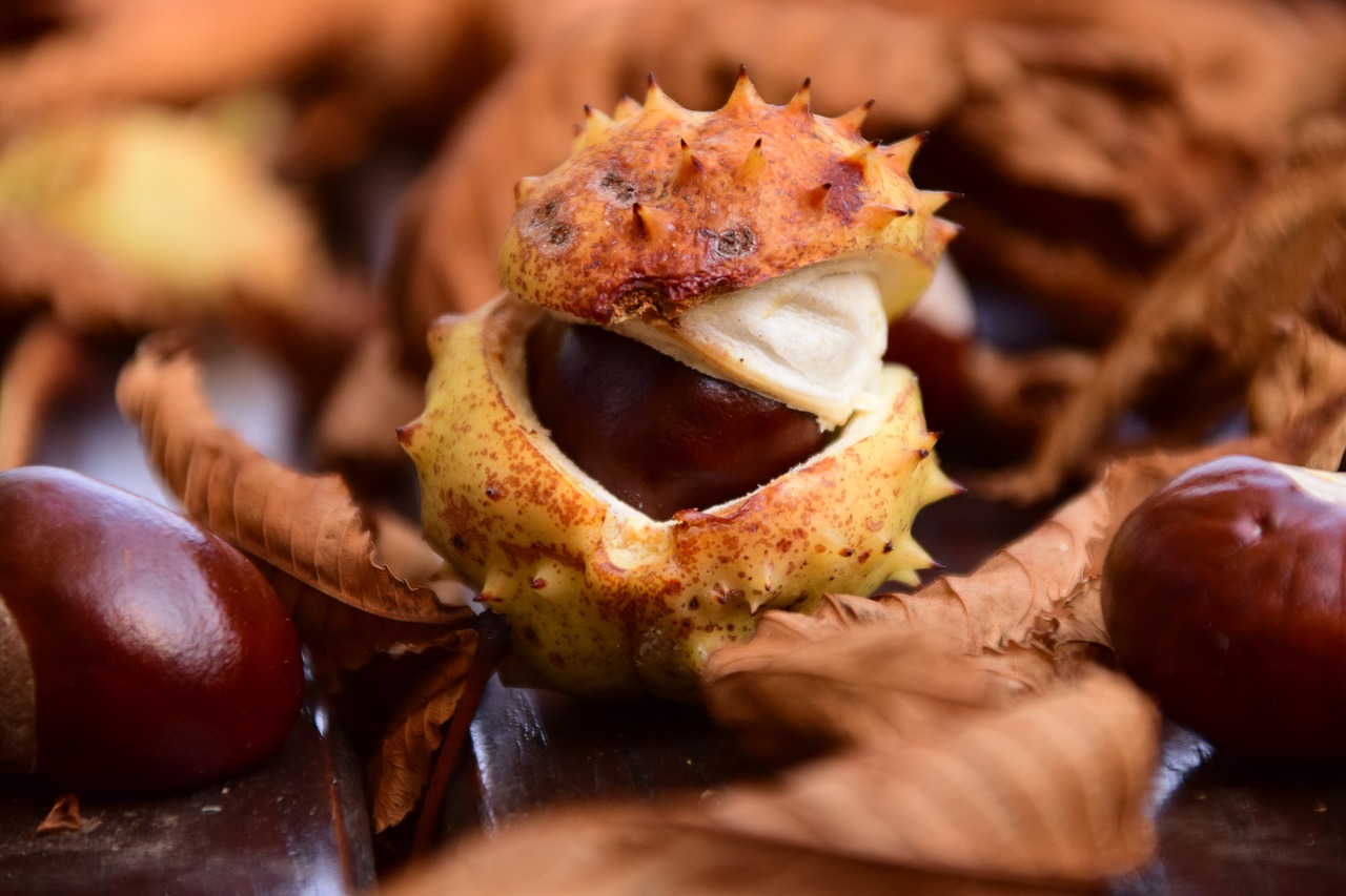 Image - chestnut close buckeye autumn