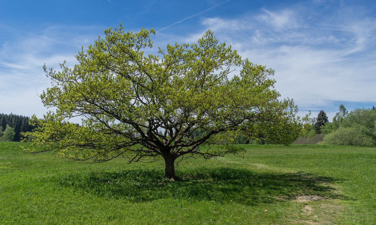 Image - tauchenweiler walker meadows tree