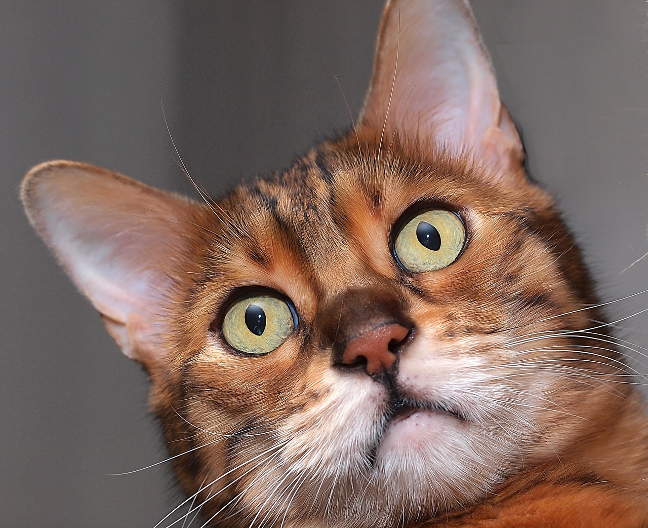 Image - cat eyes pupil fur animals animals