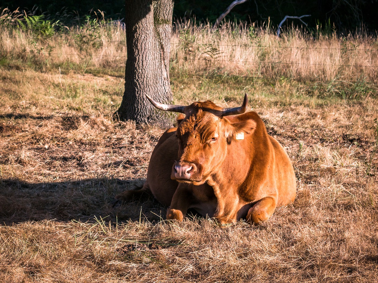 Image - cow beef concerns tree rest