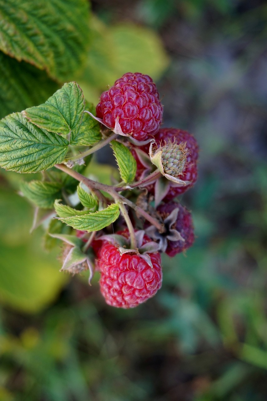 Image - raspberries fruit summer weather