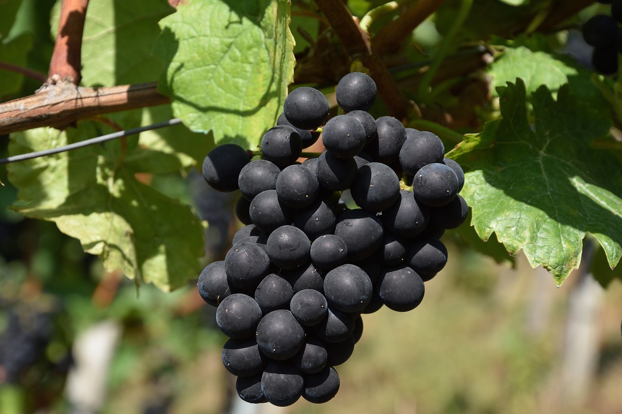 Image - grape red red grapes grapevine