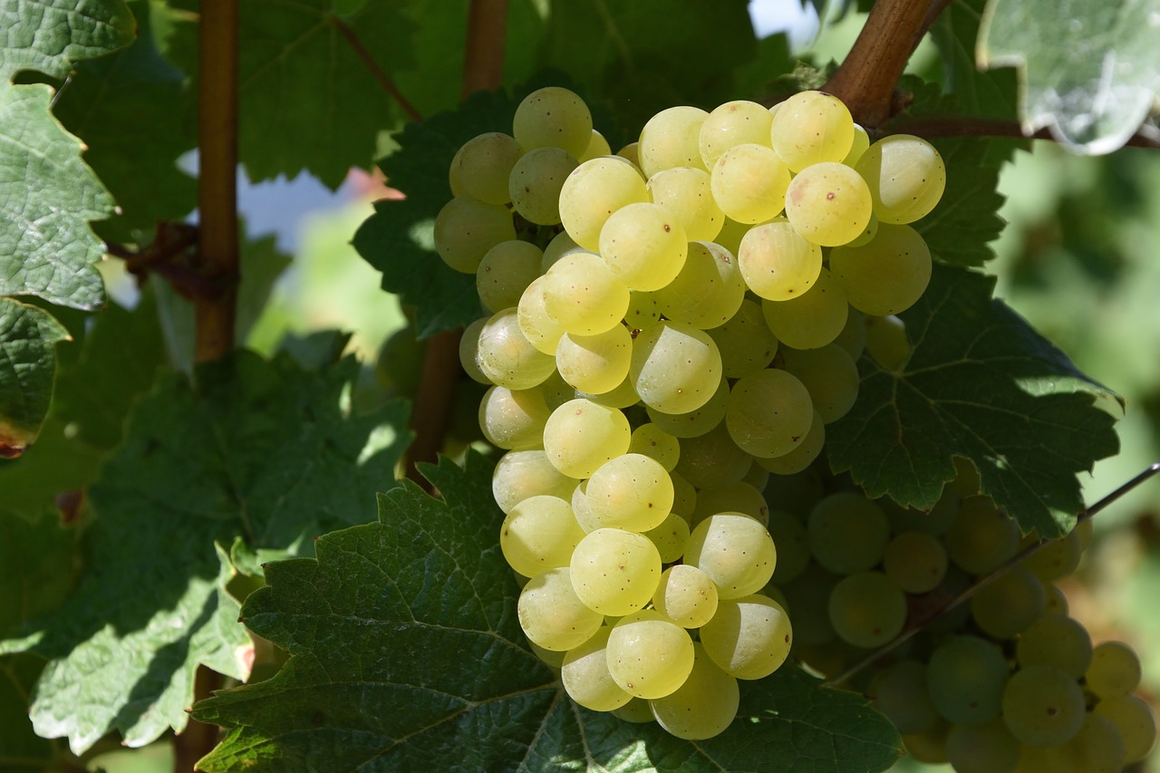 Image - grape winegrowing white wine