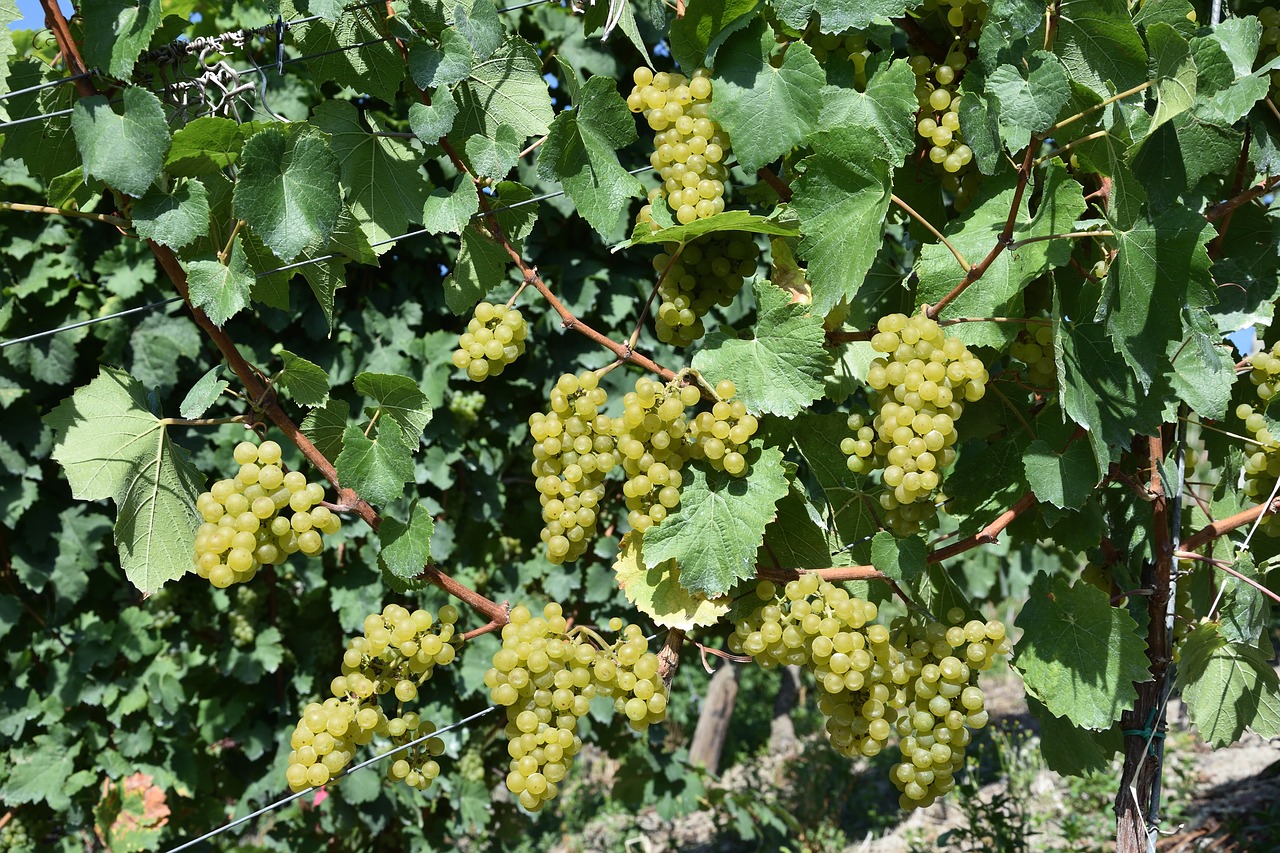 Image - grapes grape mature grape harvest