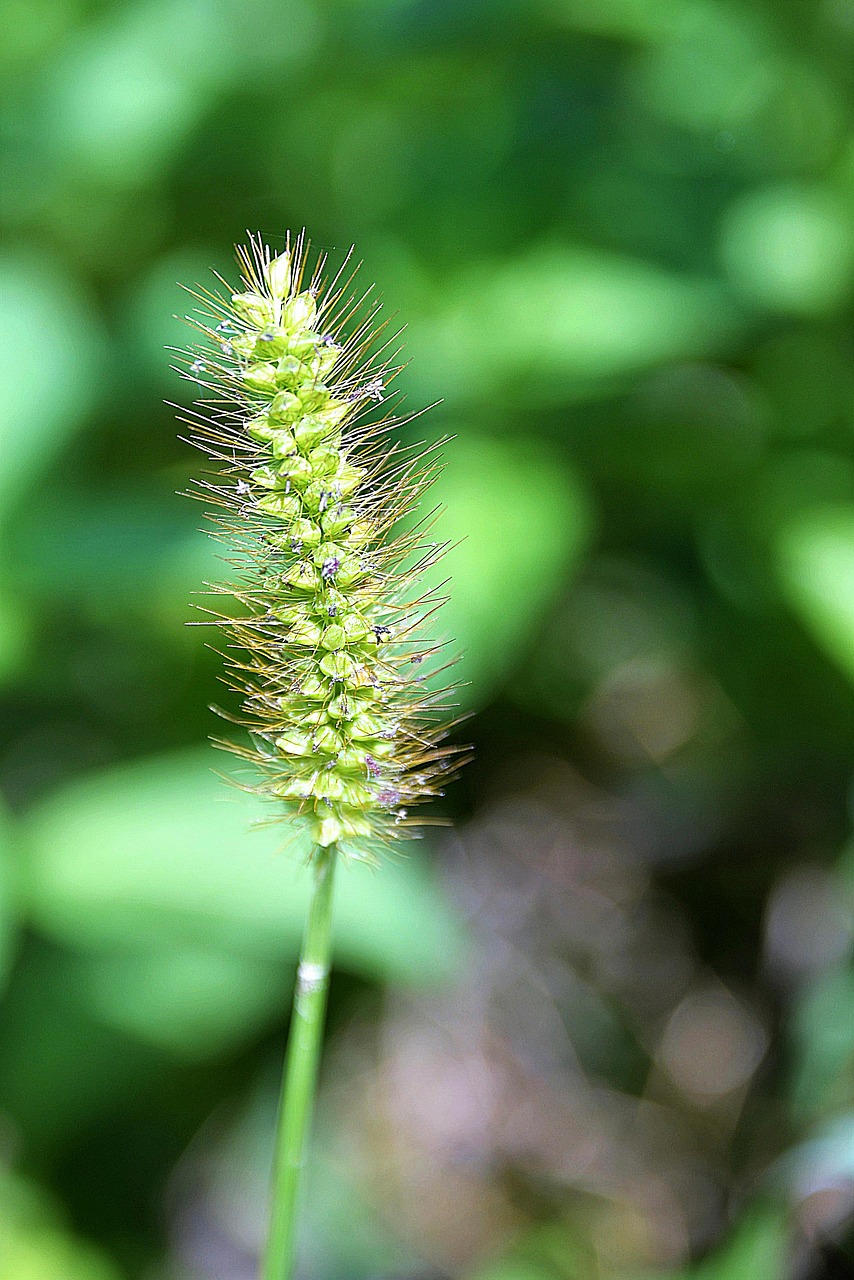 Image - greater plantain grassland plants