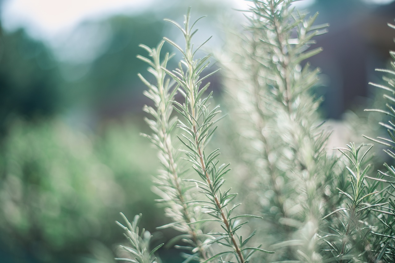 Image - rosemary garden green light color