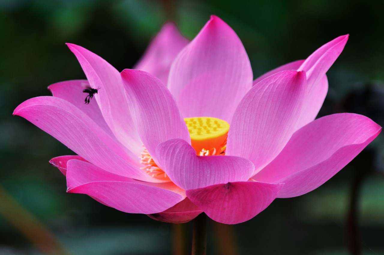 Image - lotus flower macro lotus flower