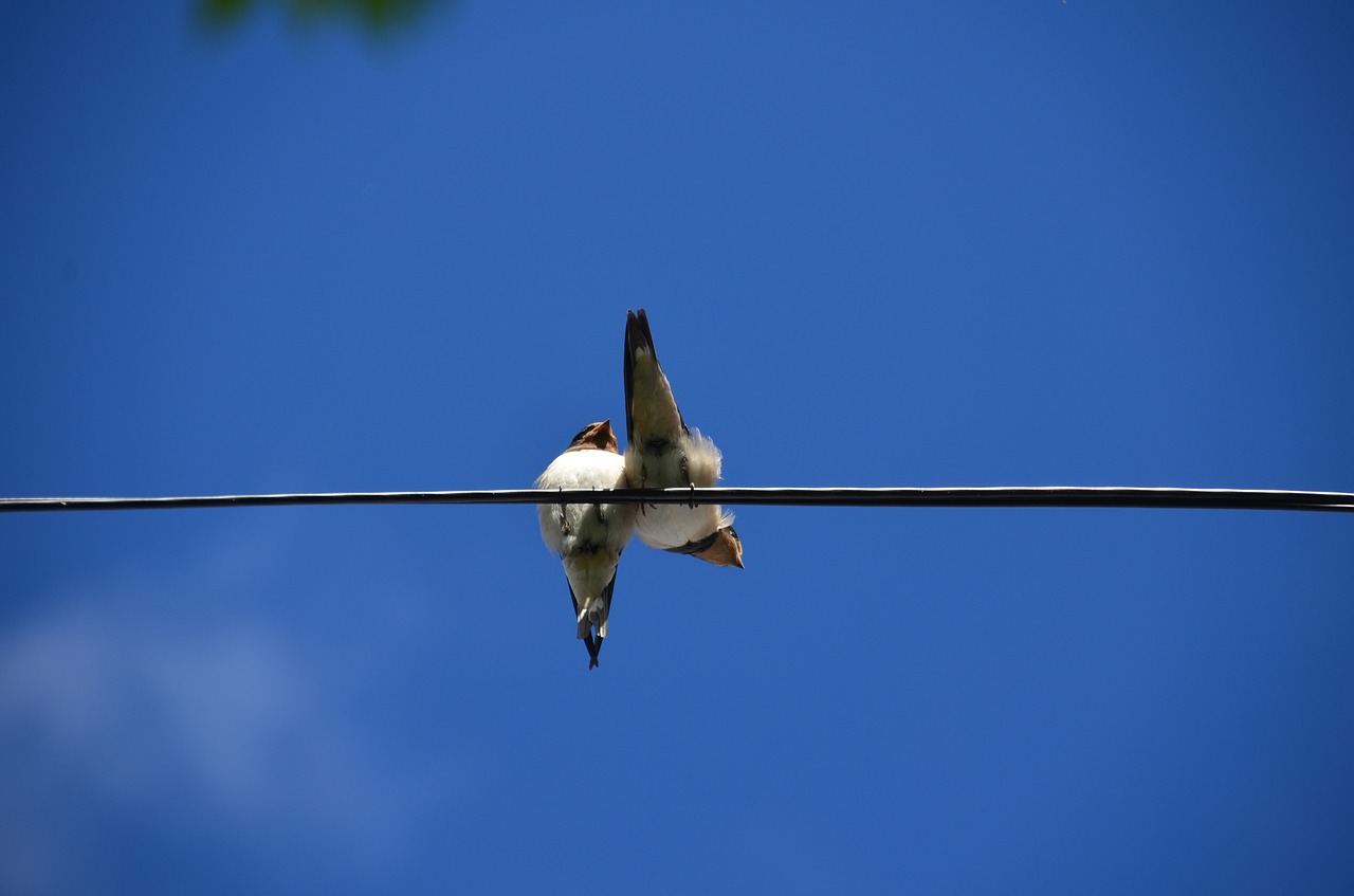 Image - himmel birds thread