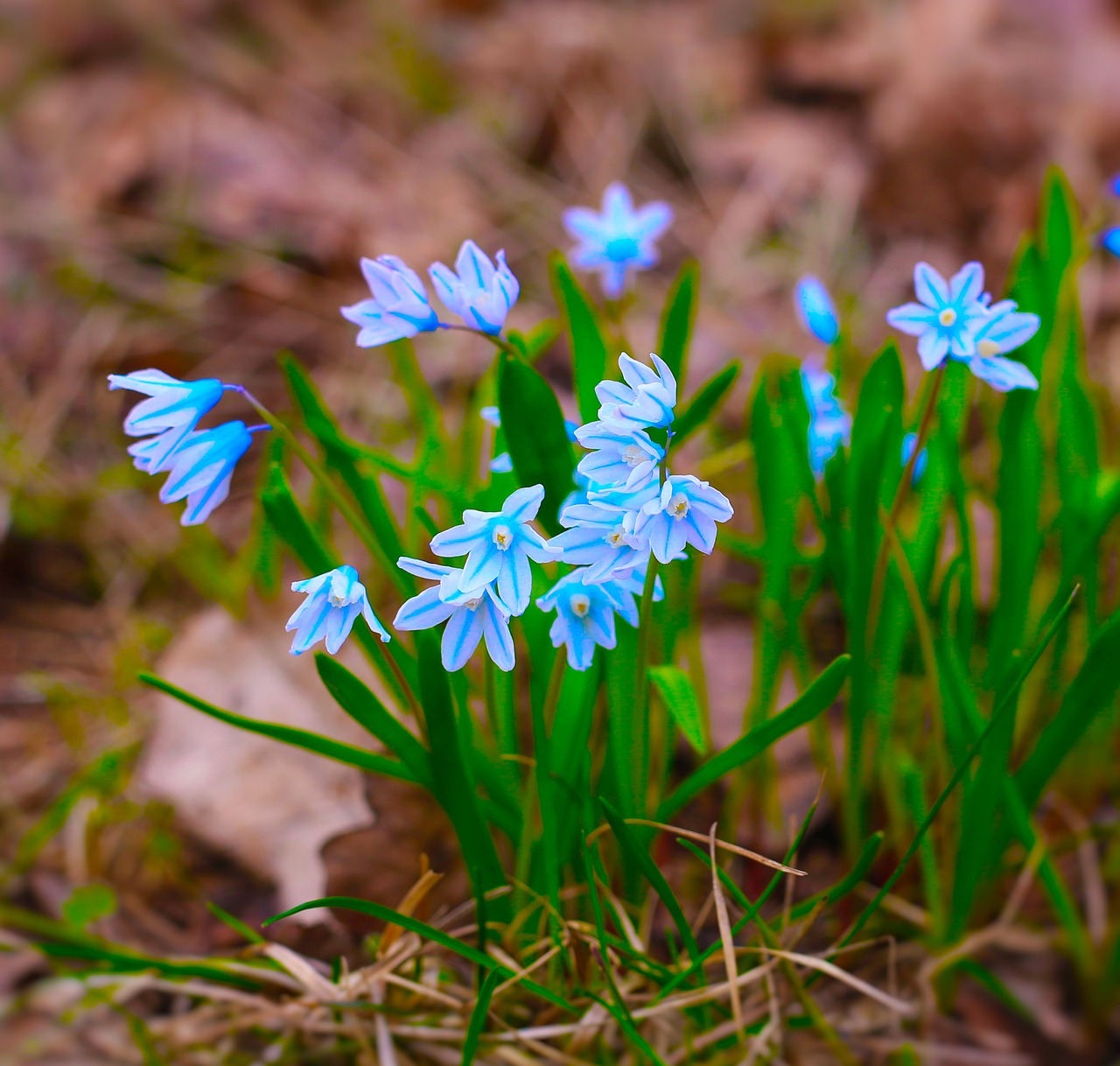 Image - primroses spring flower garden