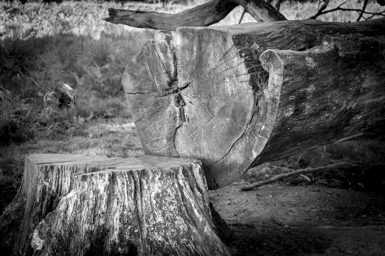 Image - tree tree stump log like sawed off