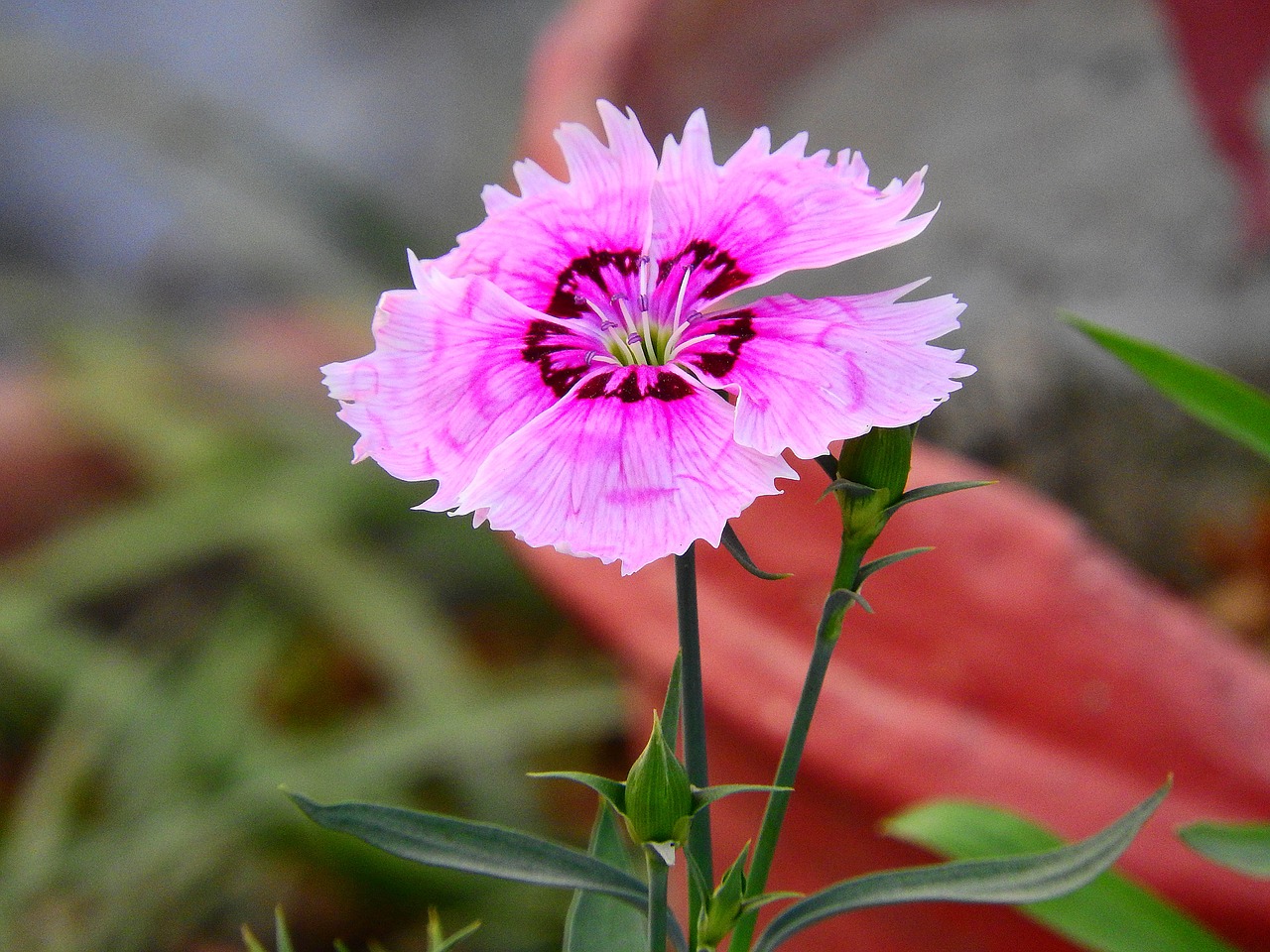 Image - dianthus flower garden colorful