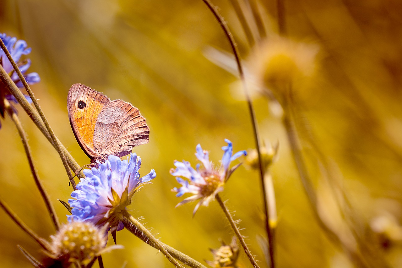 Image - meadow flower meadow natural lawn