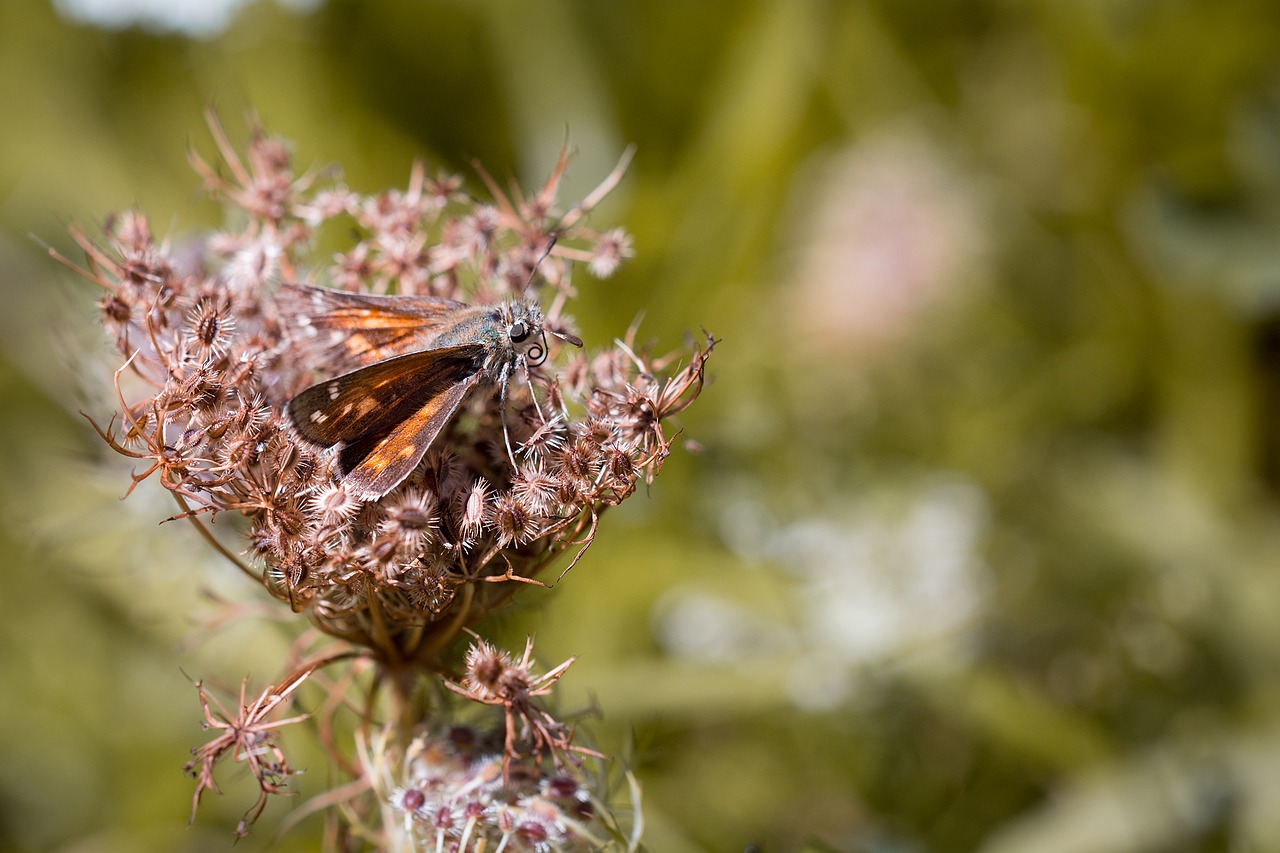 Image - skipper butterfly insect nature