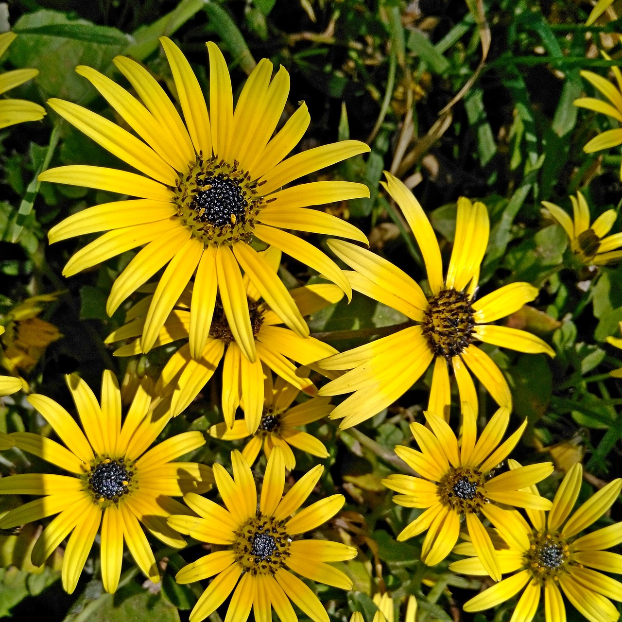 Image - flower daisy flowers spring yellow