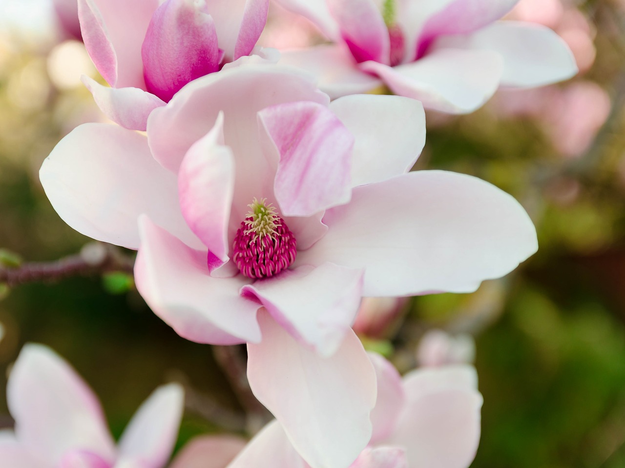 Image - magnolia blossom pink spring