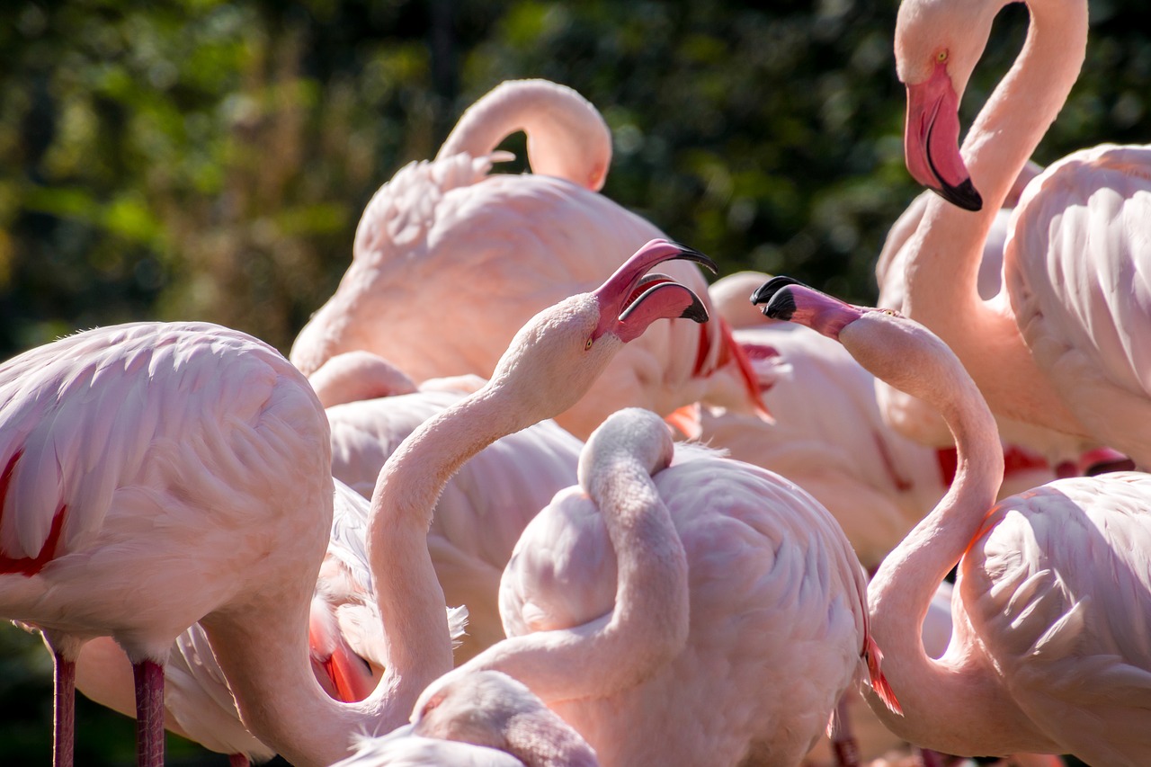 Image - flamingos fight birds plumage bird