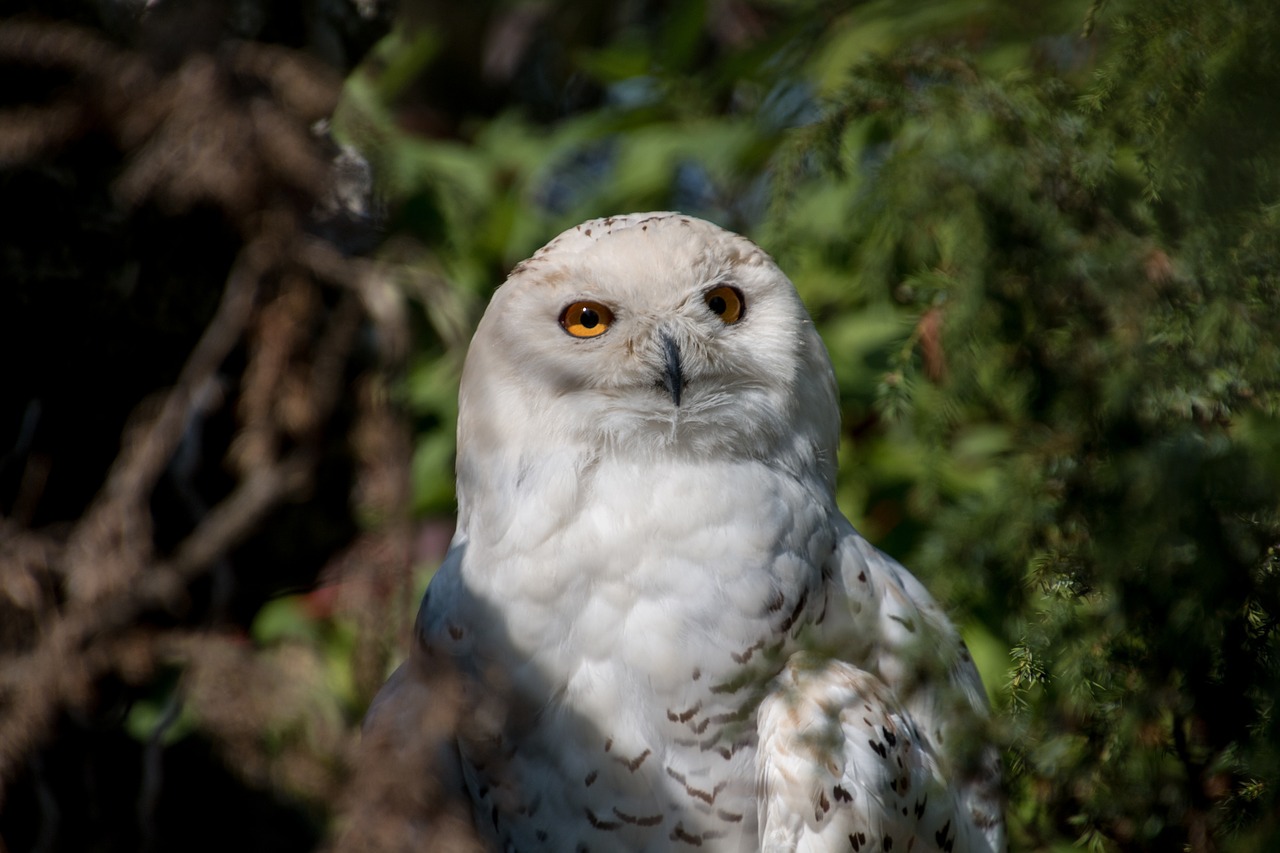 Image - snowy owl owl bird animal plumage