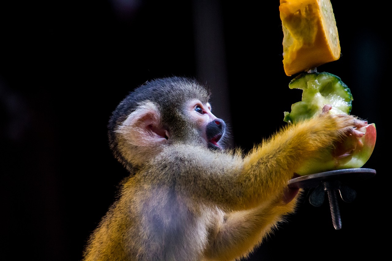 Image - squirrel monkey monkey äffchen eat