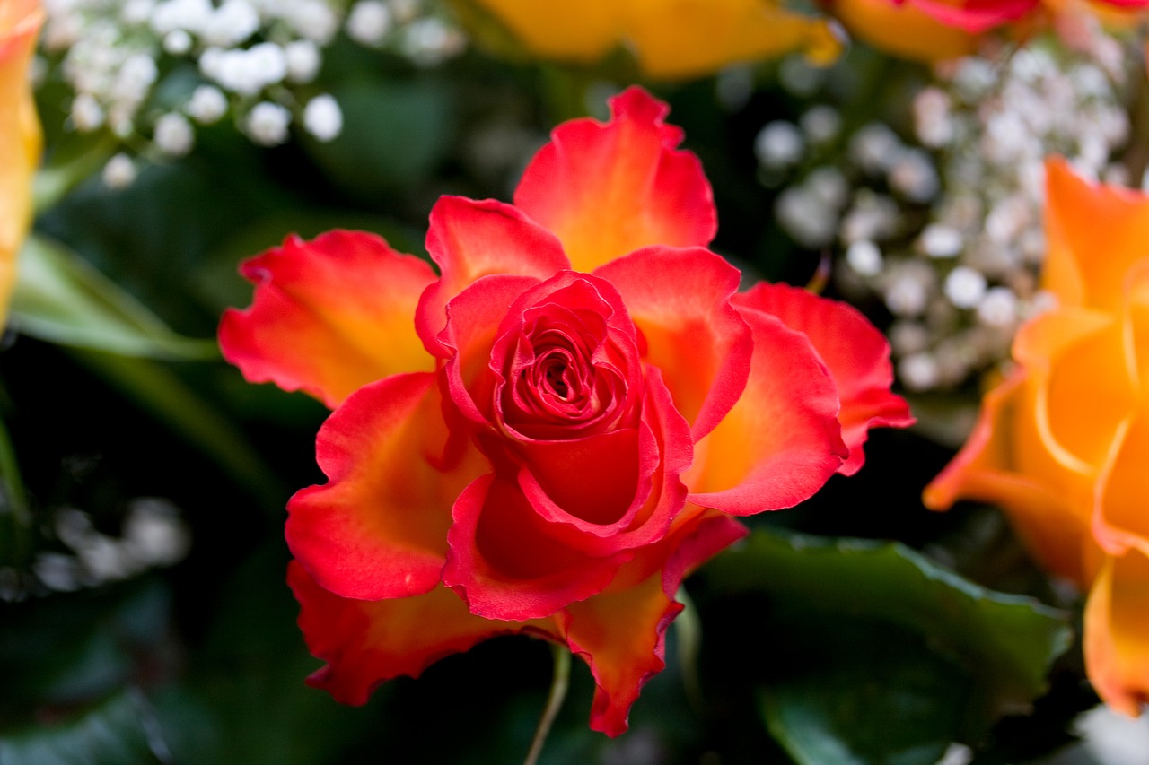 Image - rose red orange flower plant