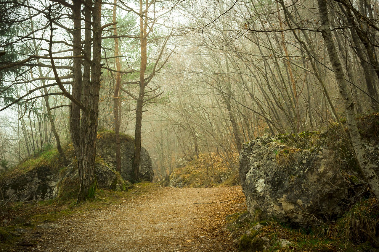 Image - wood forest nature plants leaves