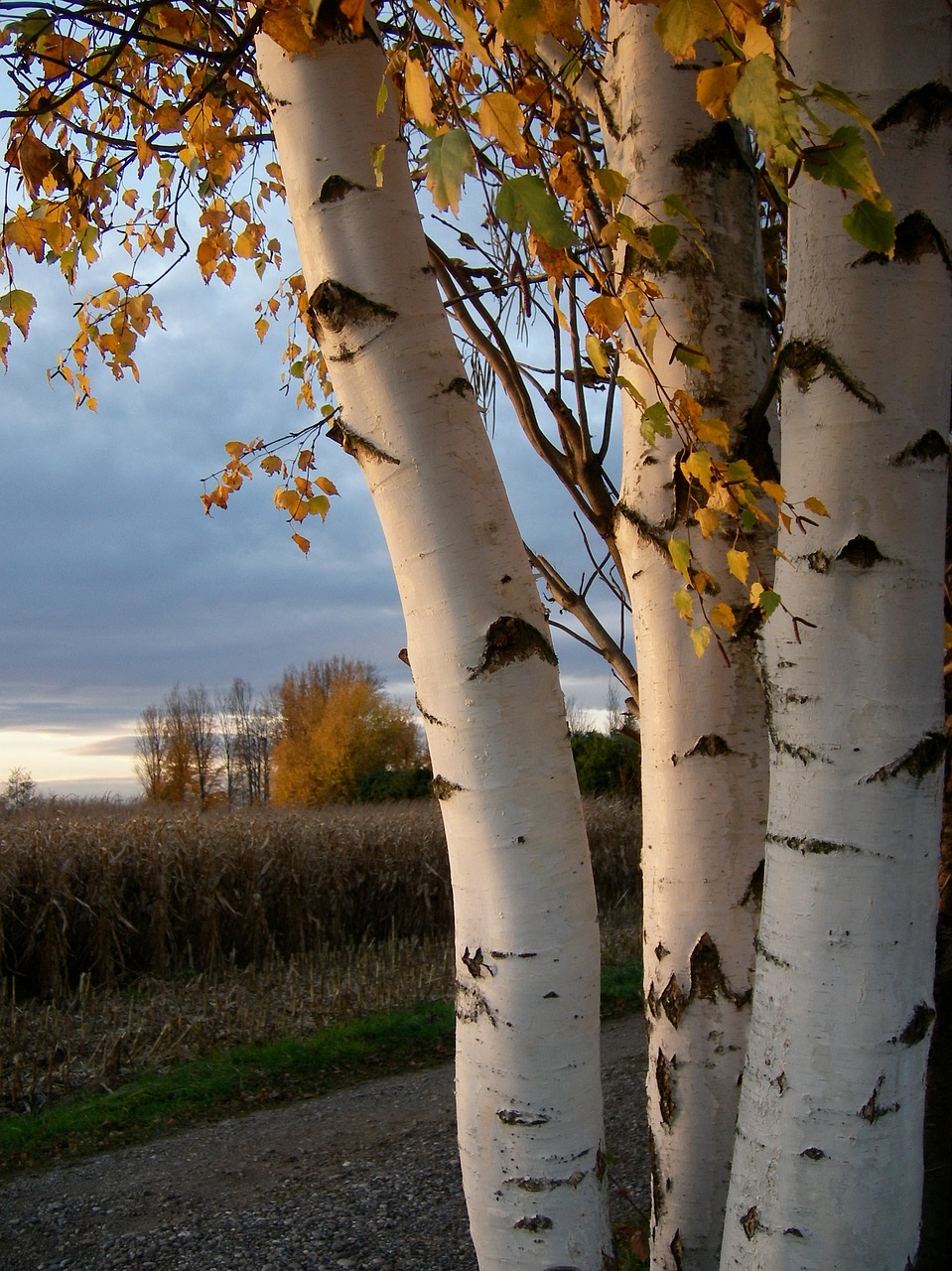 Image - birch birch trunk log tree bark