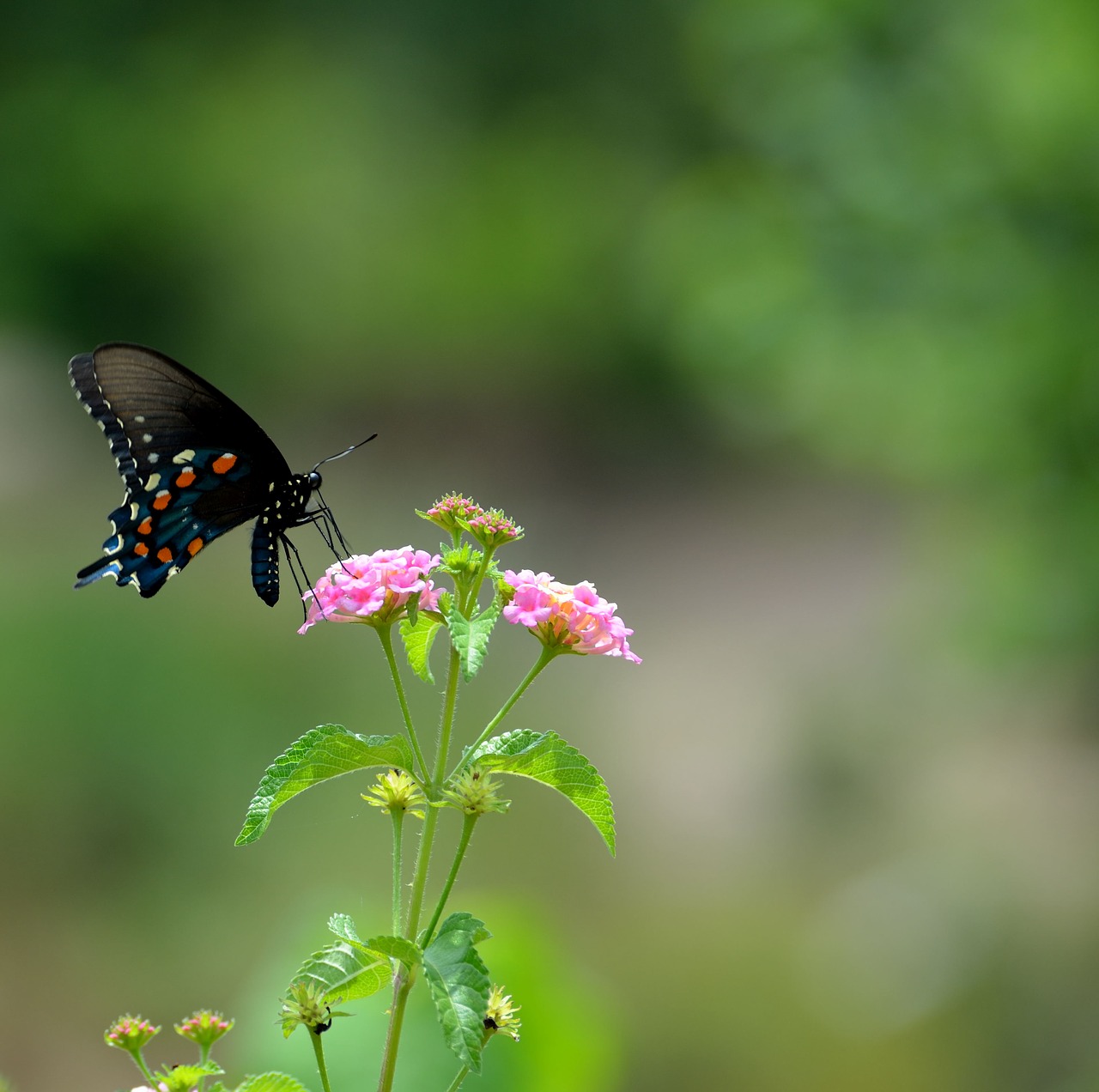 Image - black swallowtail butterfly insect