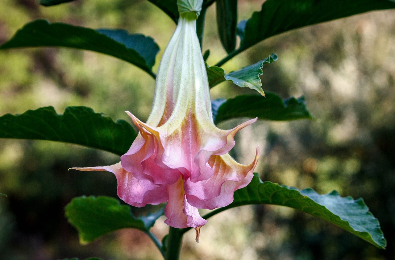 Image - angels trumpet brugmansia