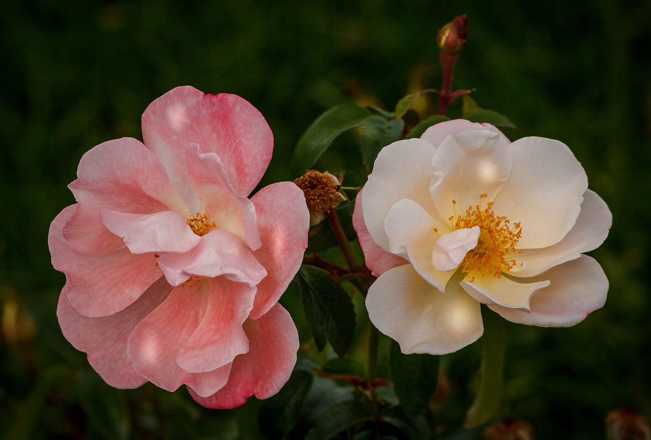 Image - roses pink rose white rose