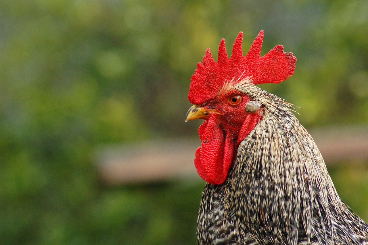 Image - cock animal chicken red nature