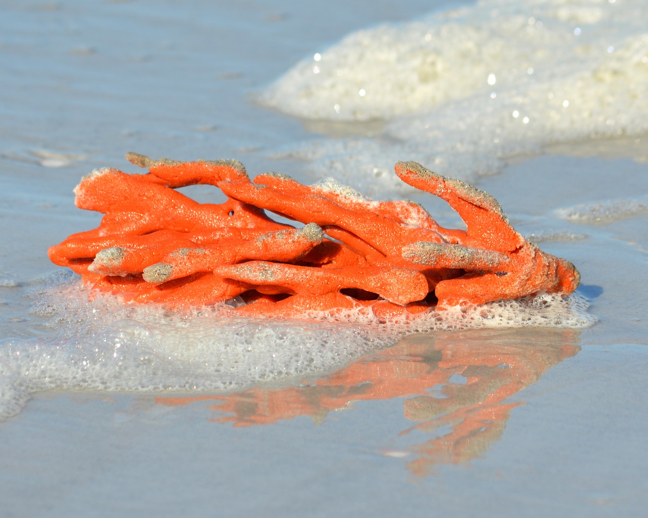 Image - orange coral beach ocean sea