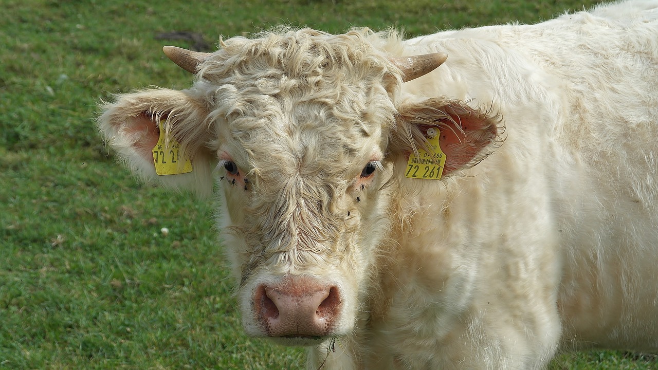 Image - beef charolais boy bull mammal