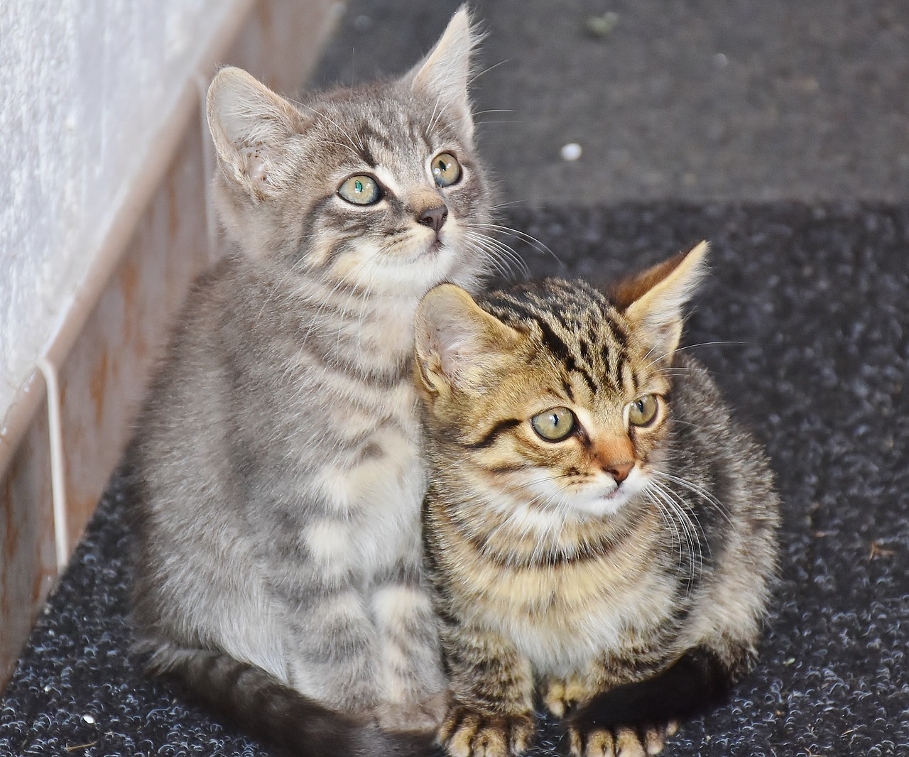 Image - cat baby cats young cats cat baby