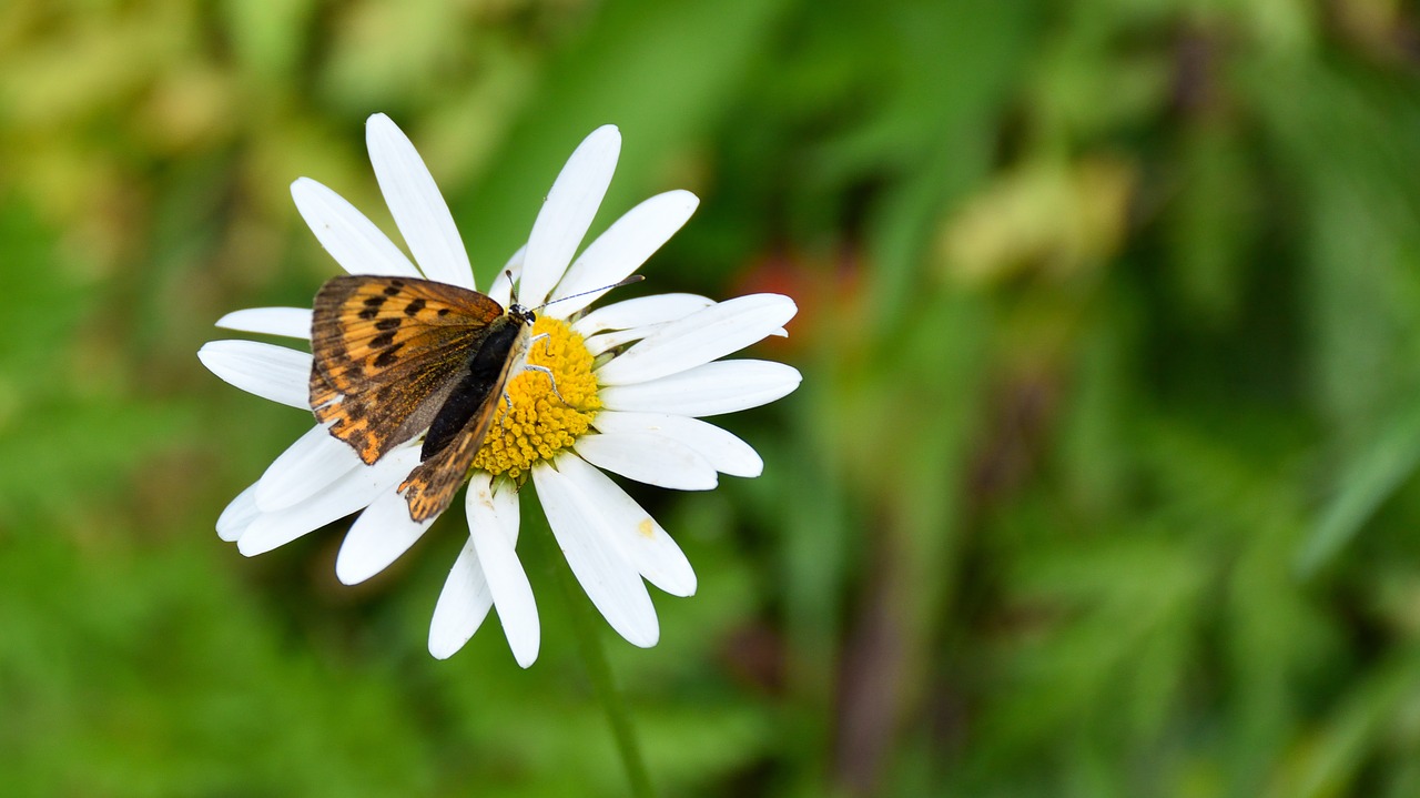 Image - butterfly marguerite close insect