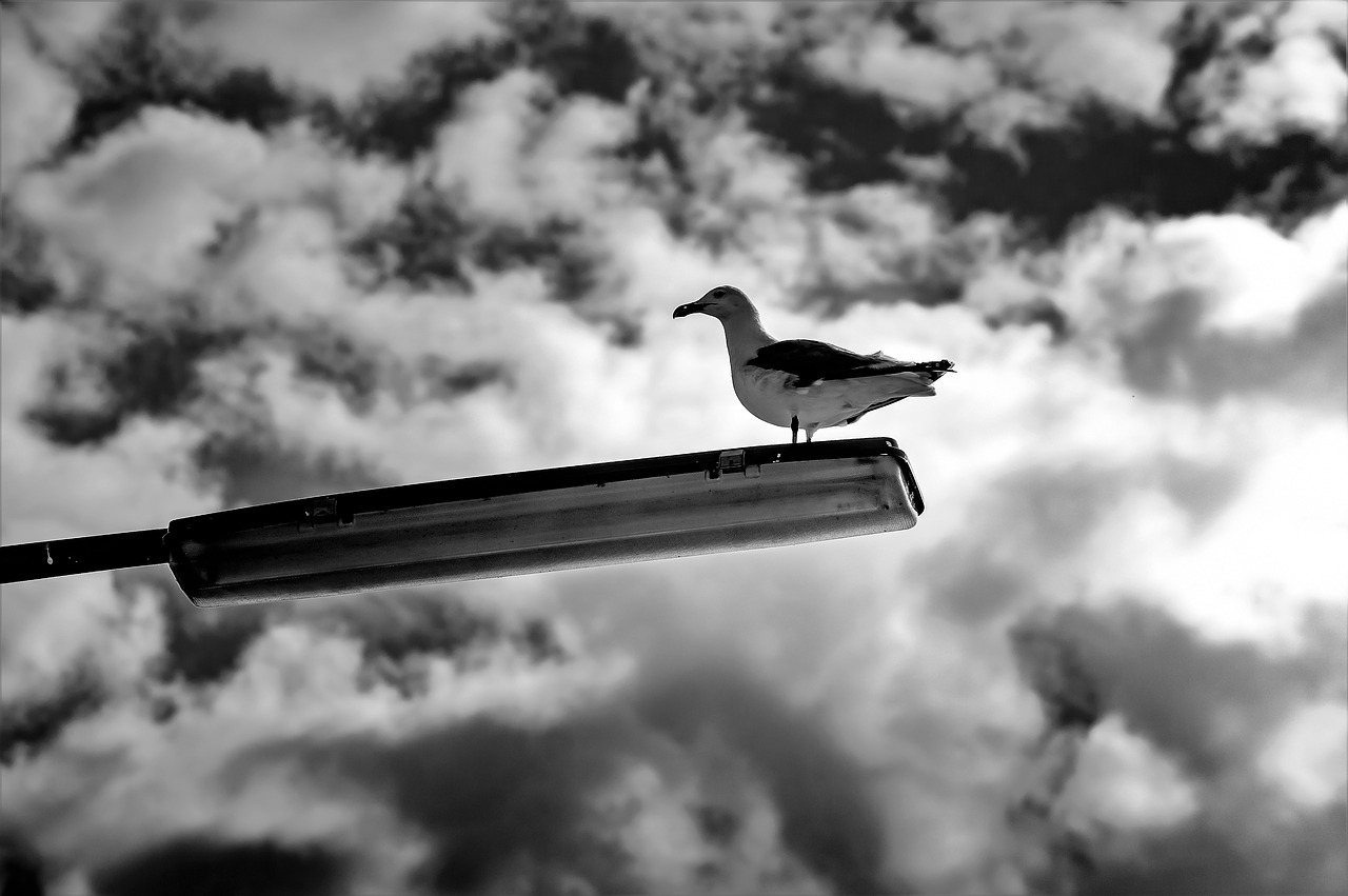 Image - seagull lamp sky bird b w