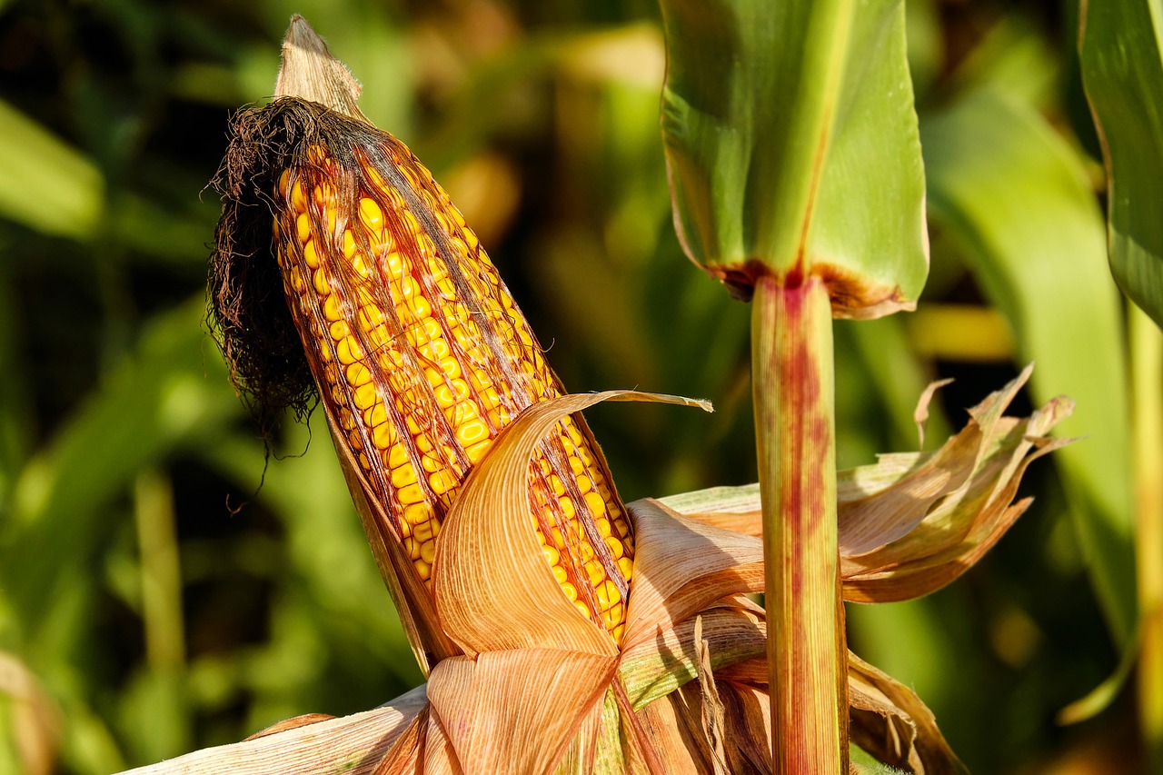 Image - corn on the cob corn food field