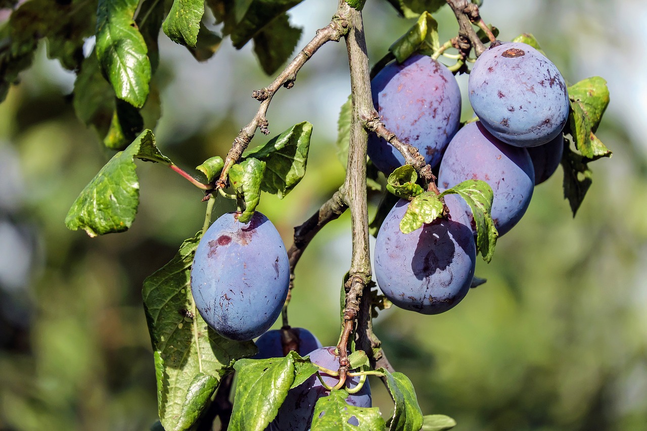 Image - plum fruit blue violet plum tree